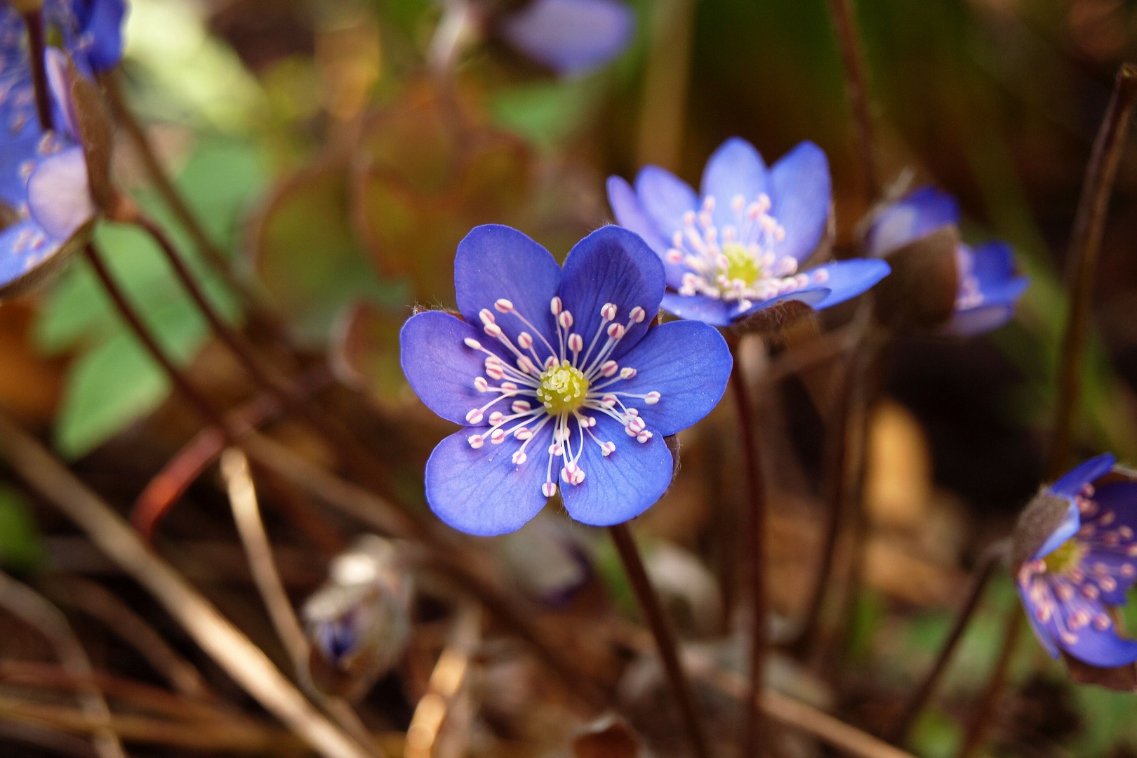 Leberblümchen