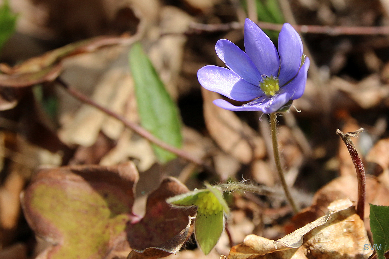 Leberblümchen