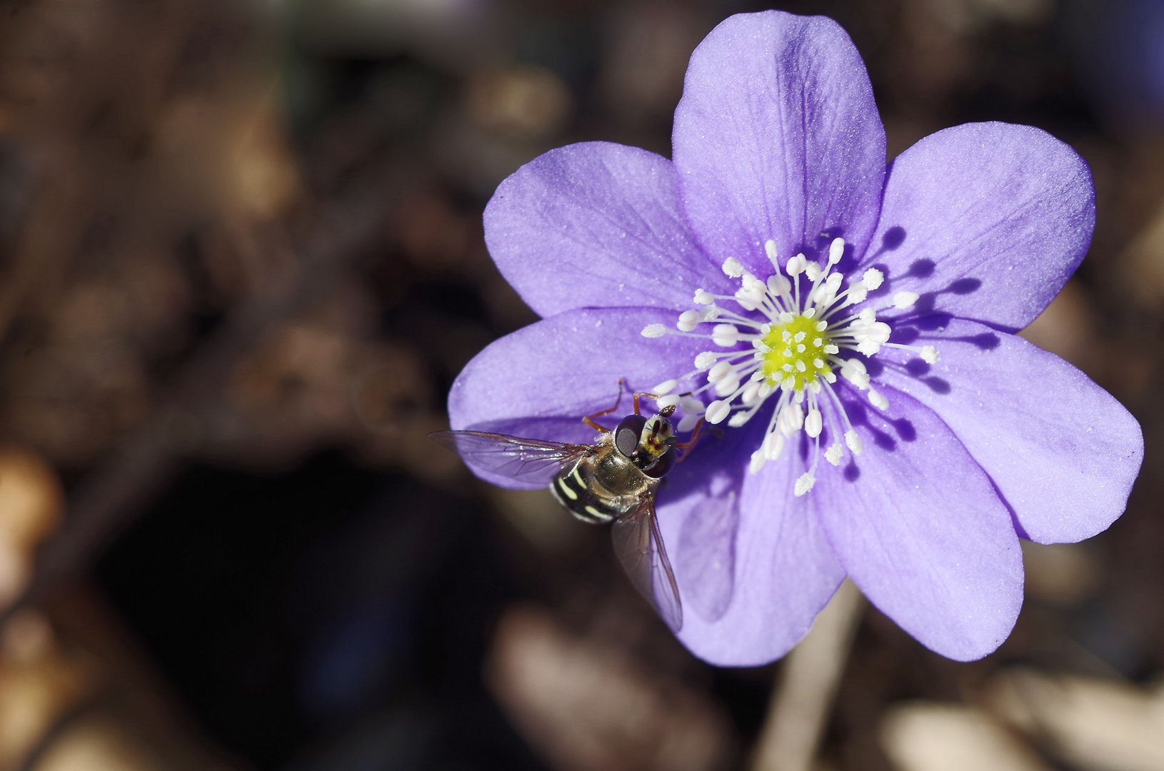 Leberblümchen