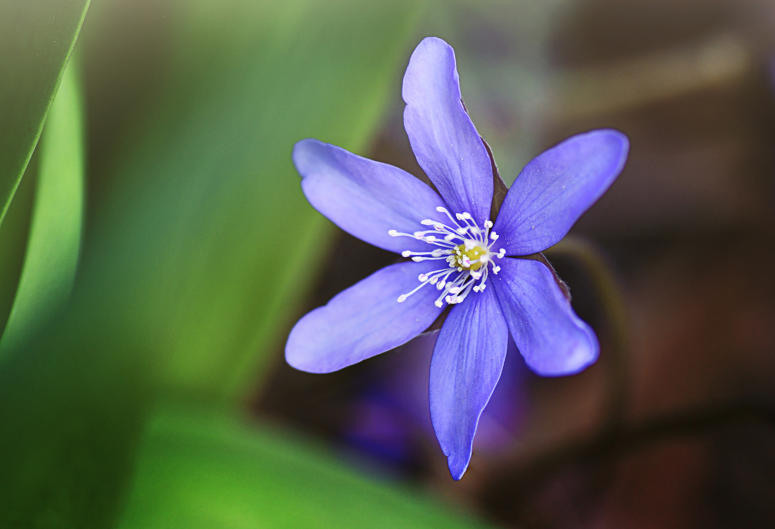 Leberblümchen