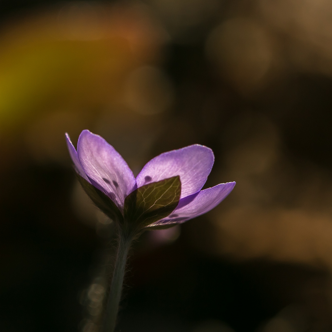 Leberblümchen