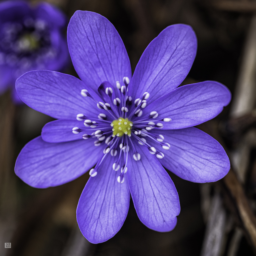 Leberblümchen