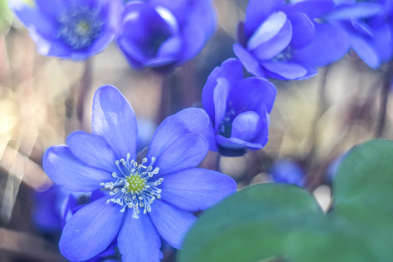 Leberblümchen