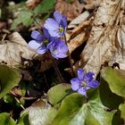 Leberblümchen 