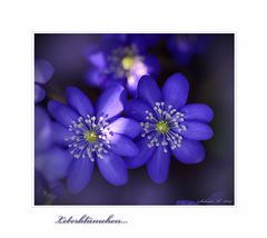 Leberblümchen...