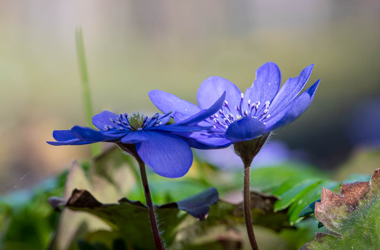 Leberblümchen