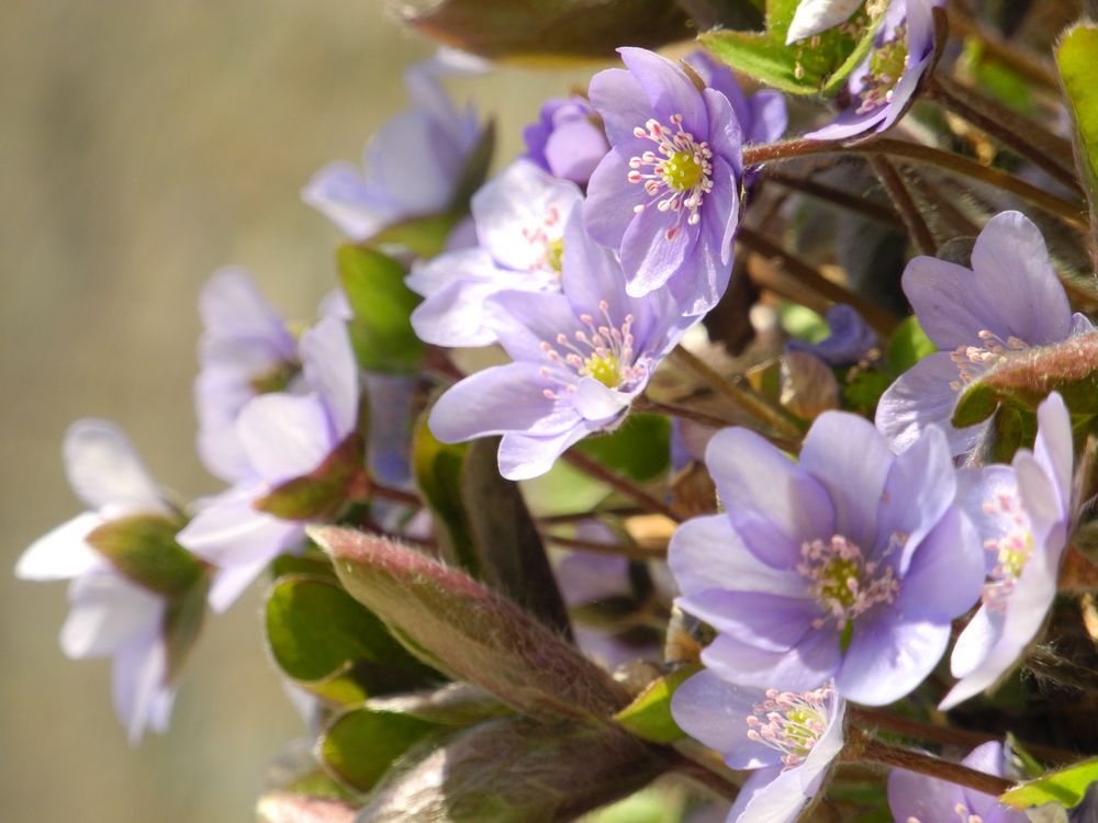 Leberblümchen