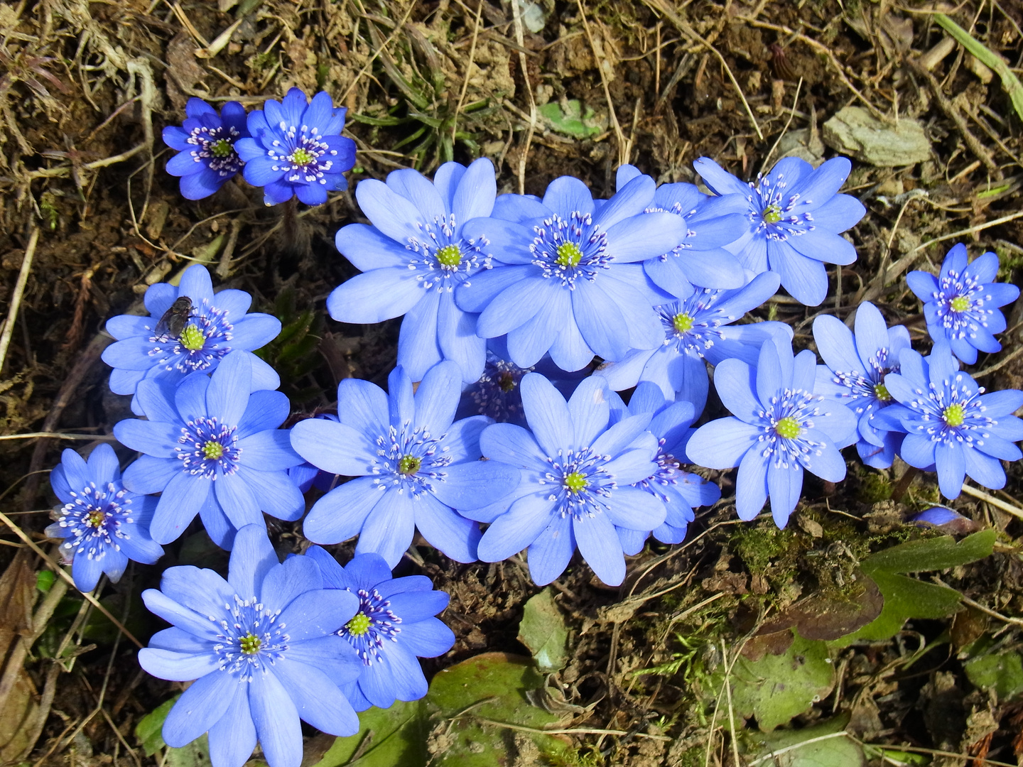 Leberblümchen