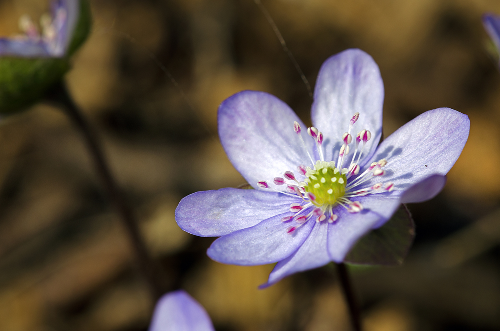 Leberblümchen