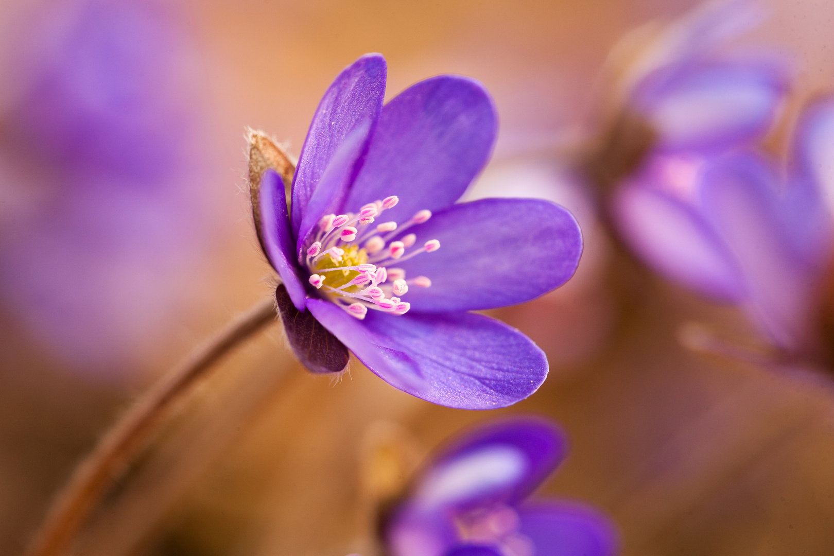 Leberblümchen 