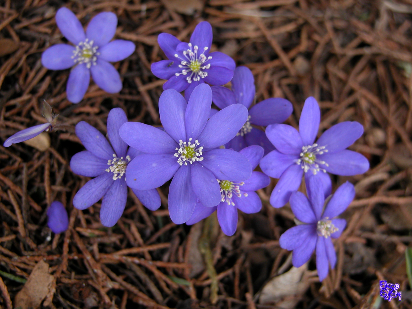 Leberblümchen