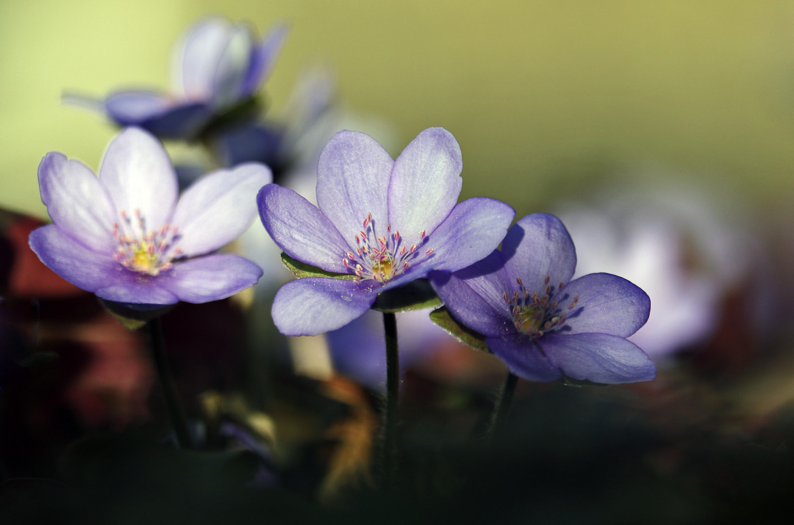 Leberblümchen