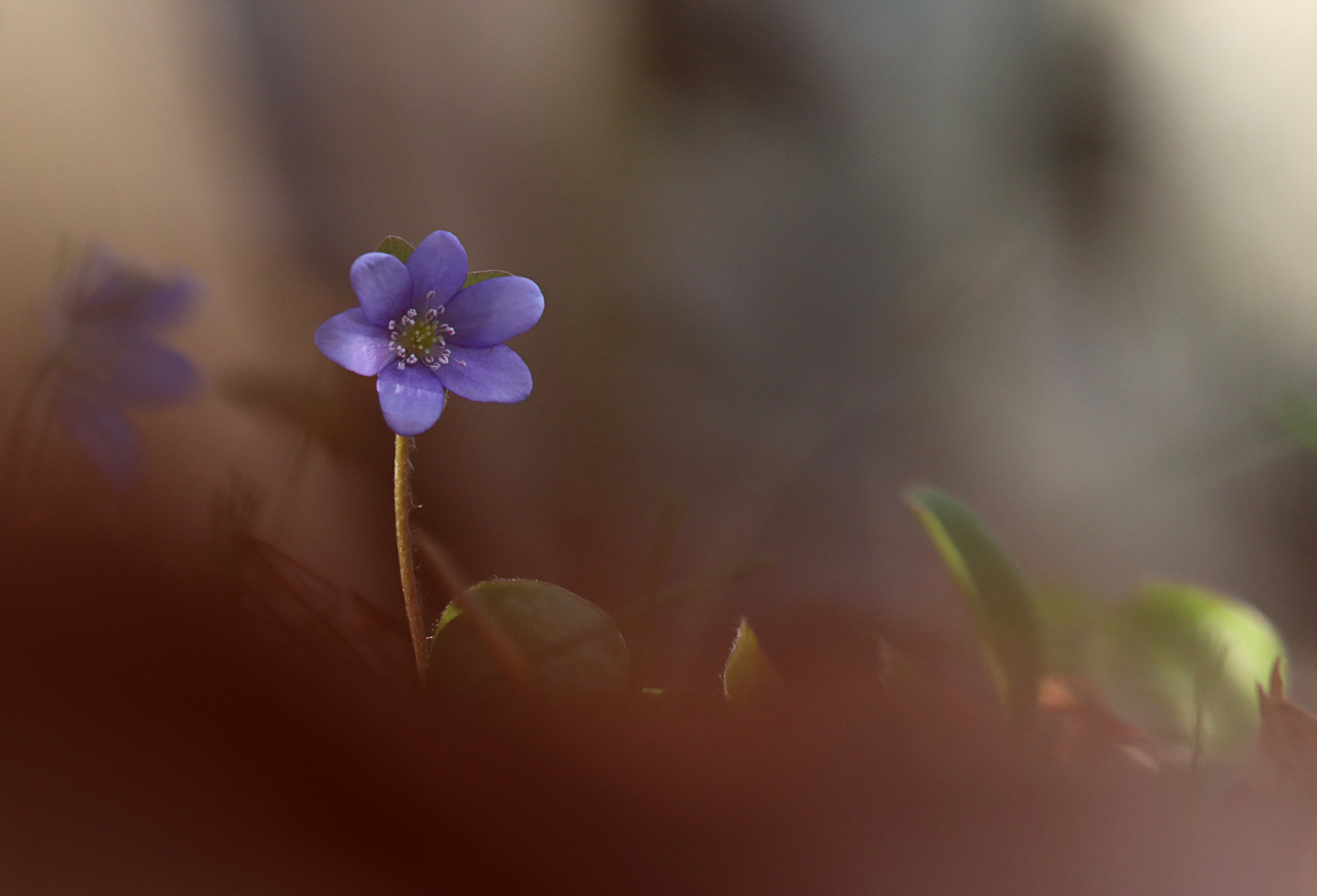 Leberblümchen