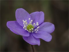 Leberblümchen