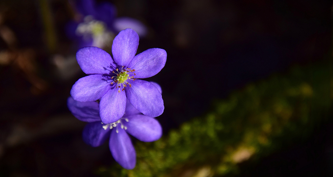 Leberblümchen 6