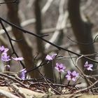 Leberblümchen