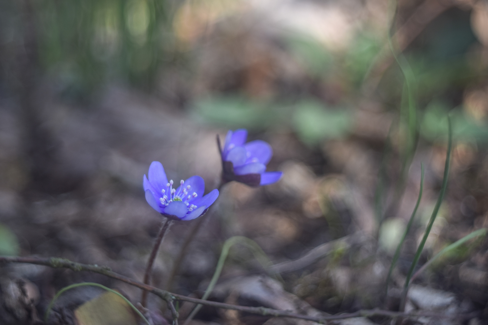 Leberblümchen 