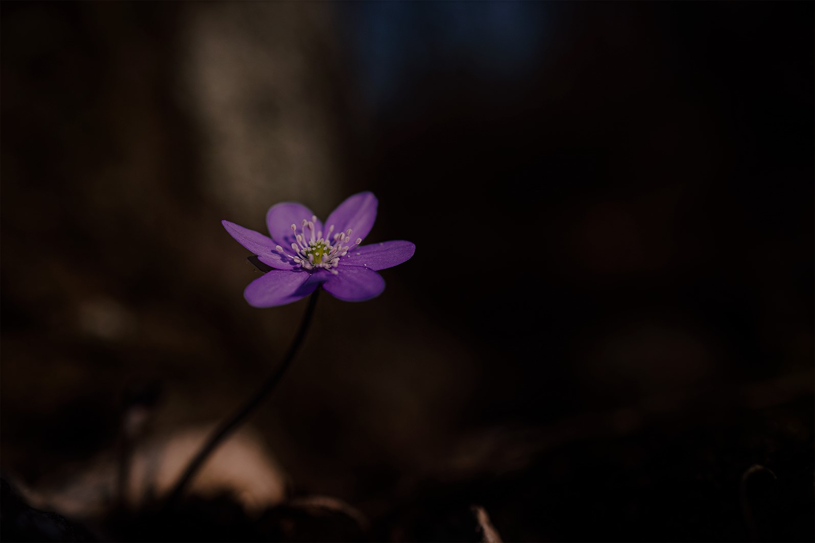 Leberblümchen