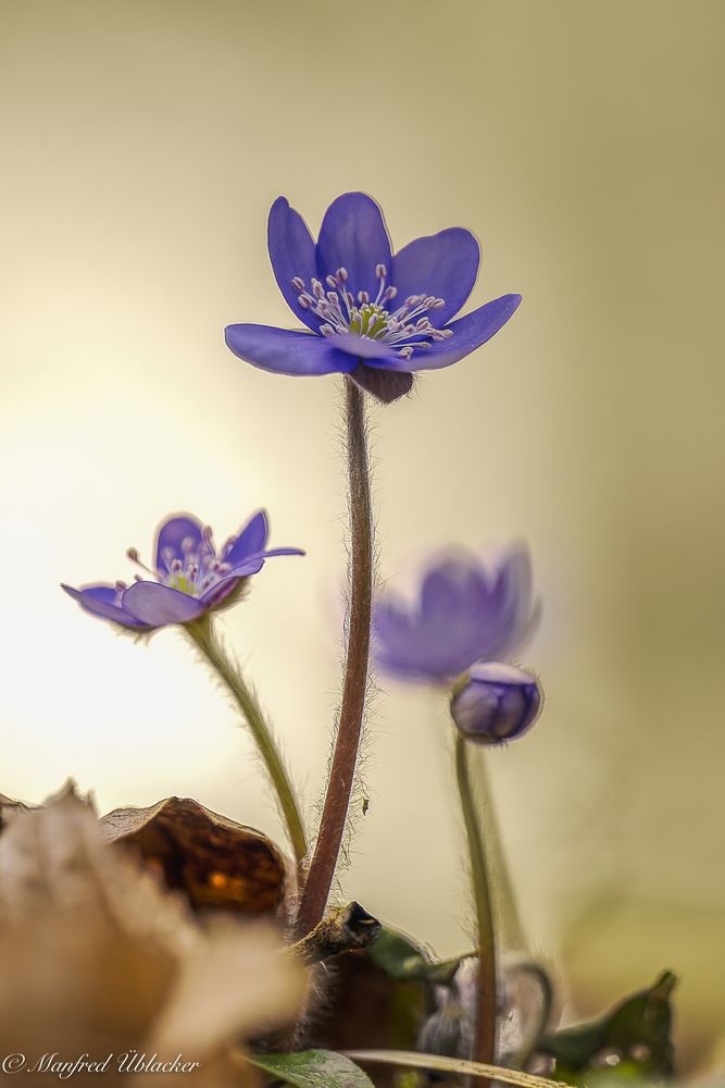 Leberblümchen ...