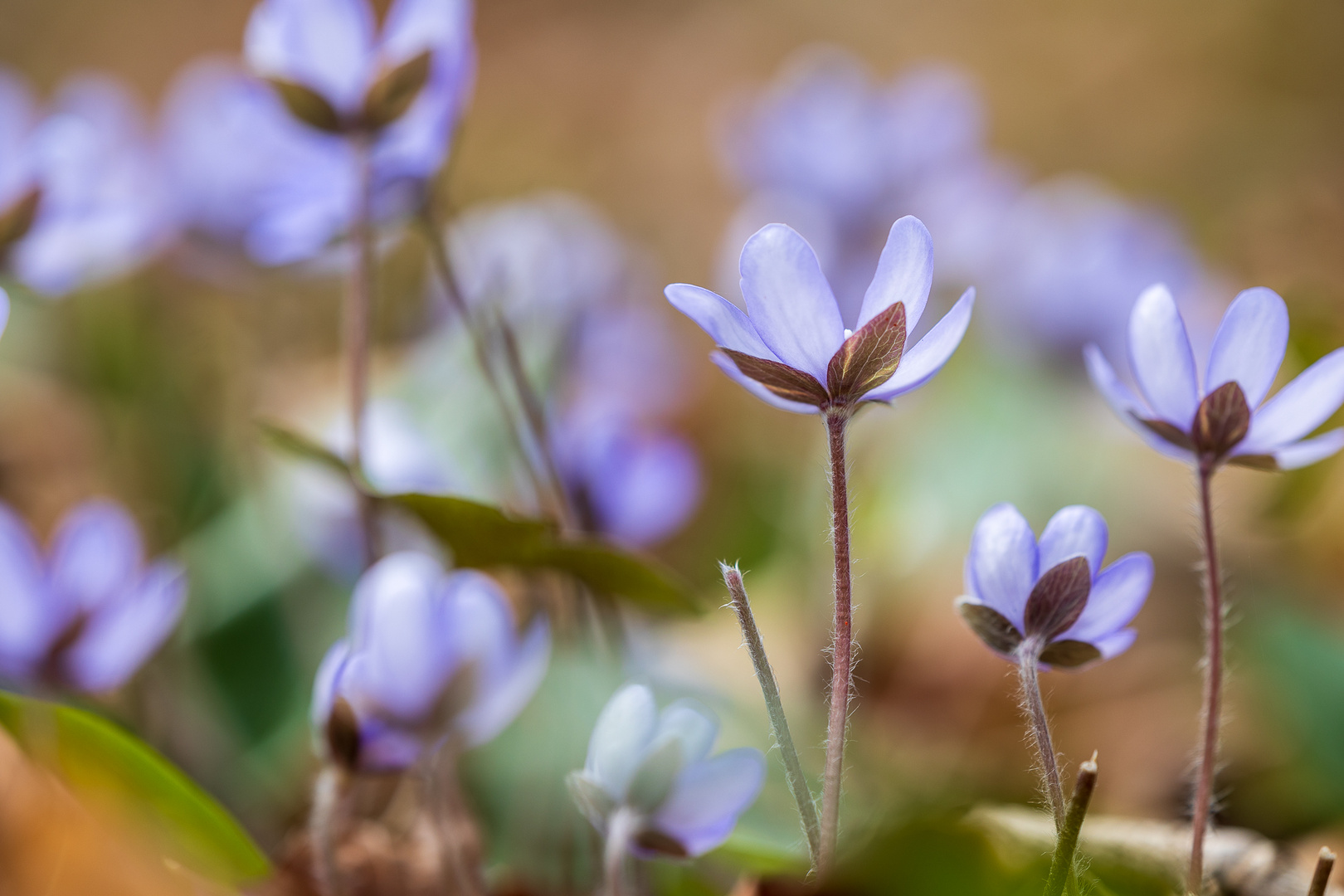 Leberblümchen