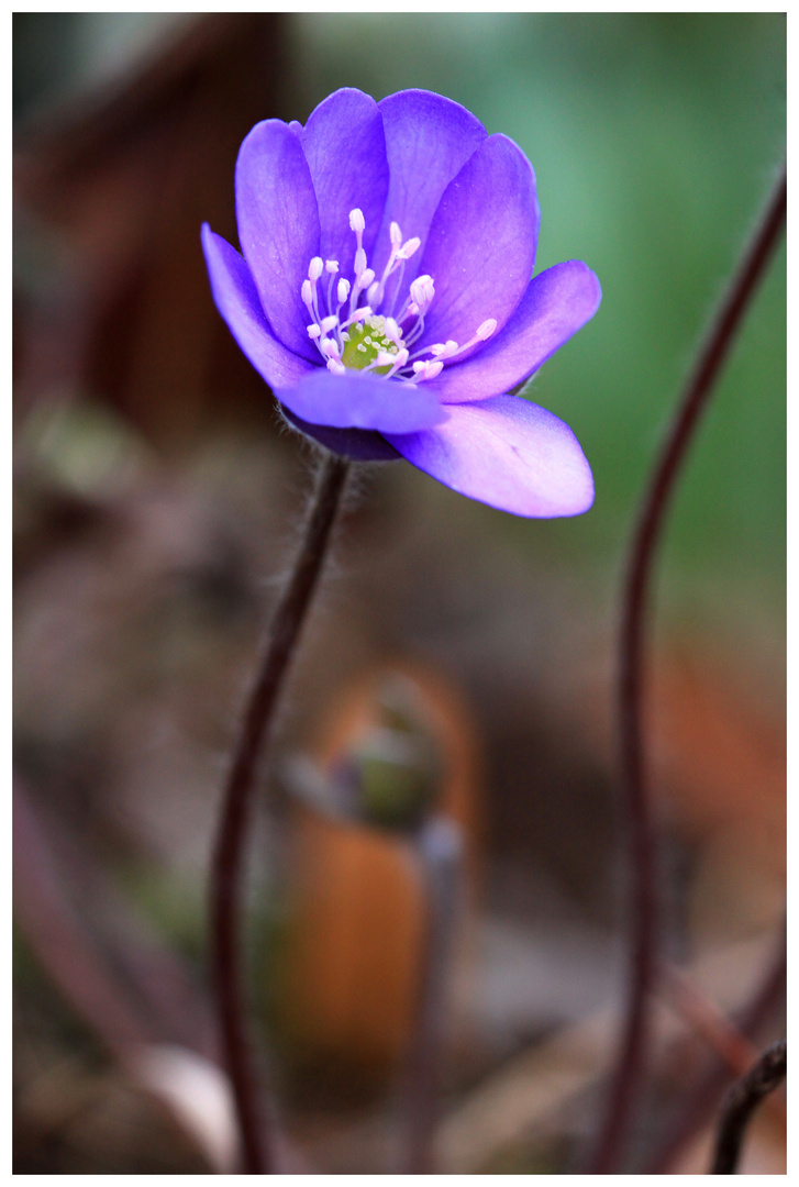 Leberblümchen