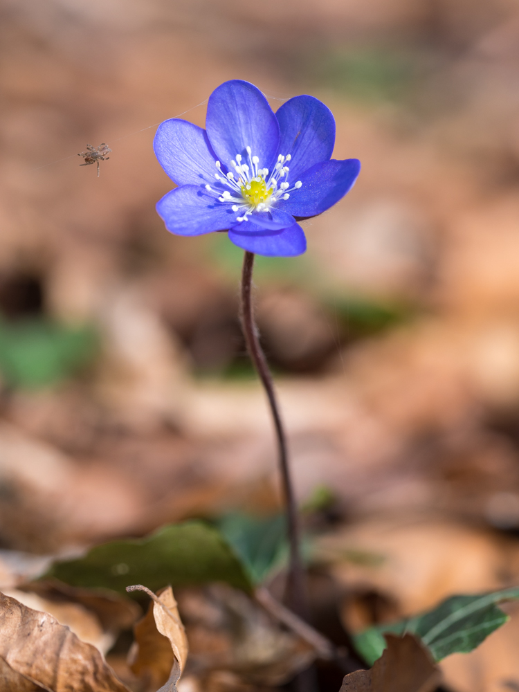 Leberblümchen