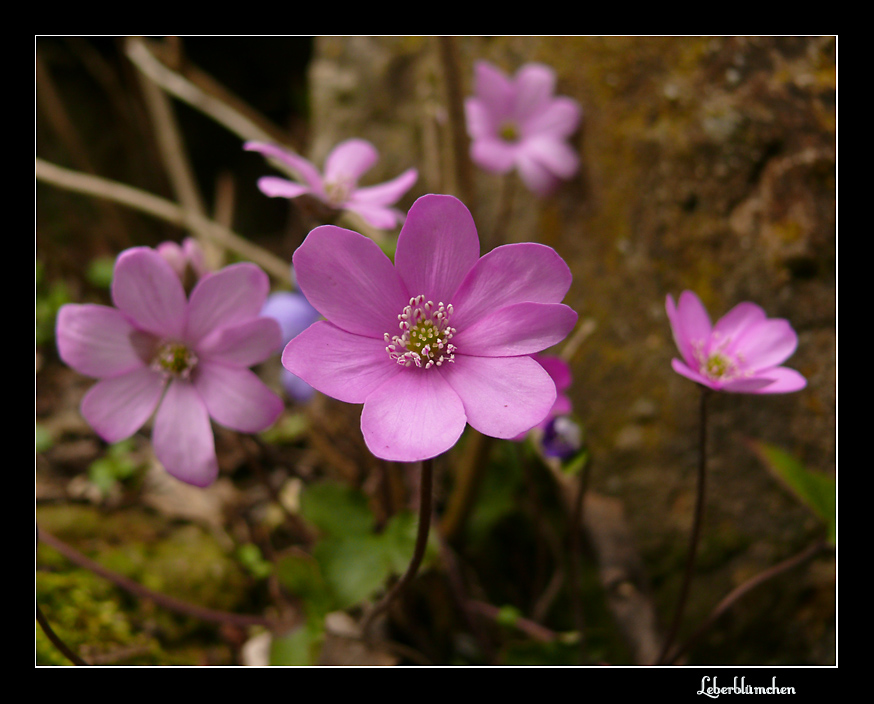 Leberblümchen