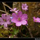 Leberblümchen