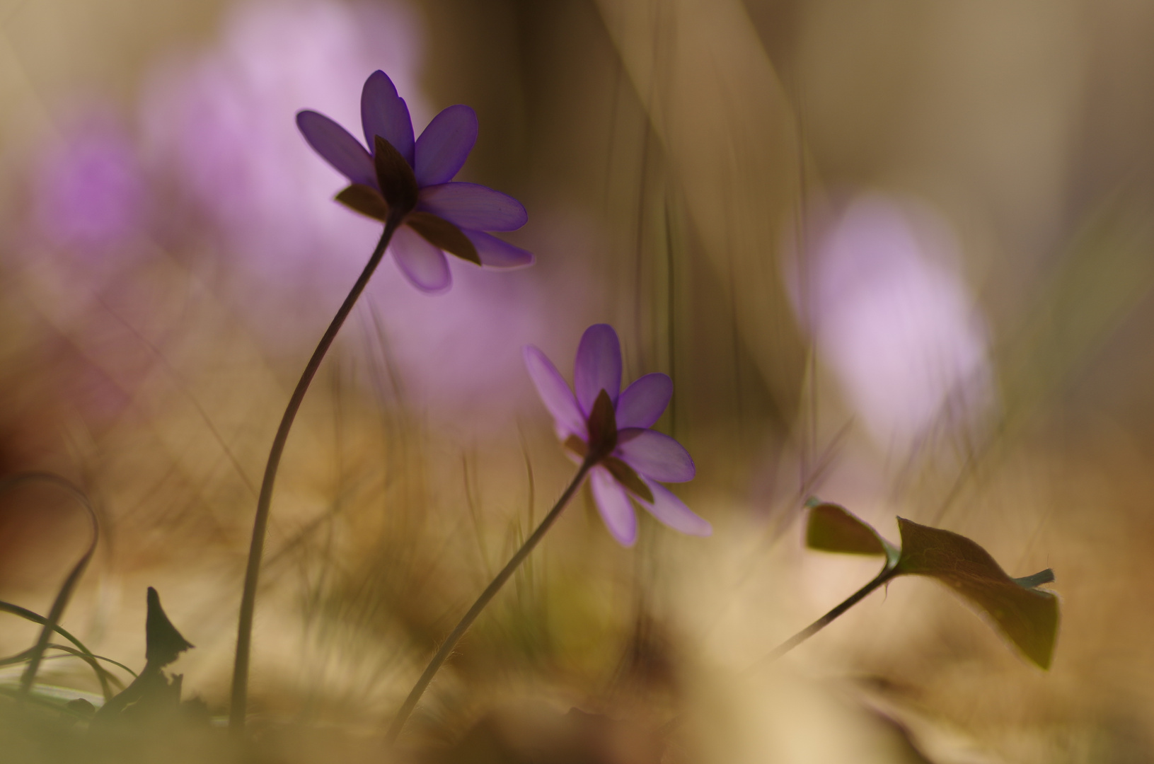 Leberblümchen