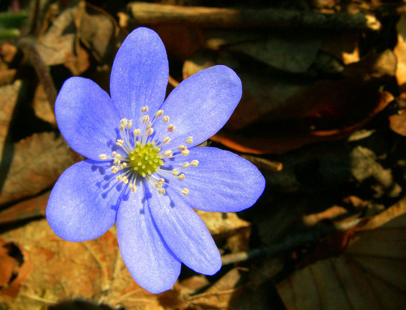 Leberblümchen