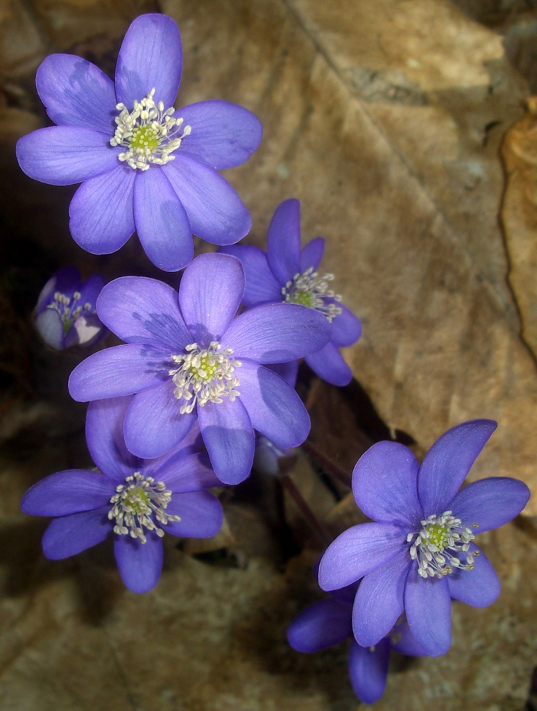 Leberblümchen