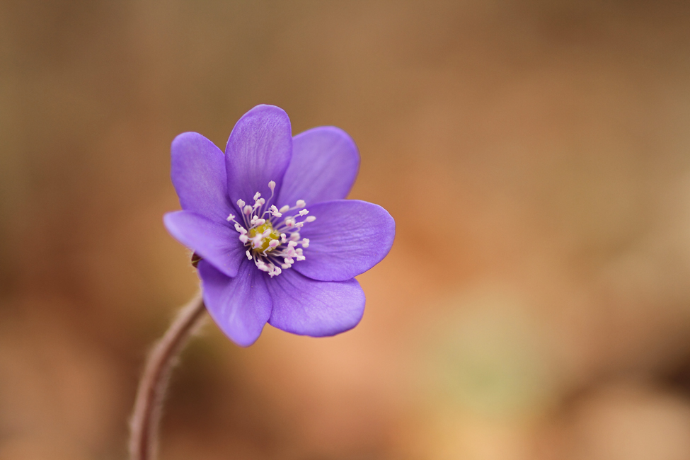 Leberblümchen