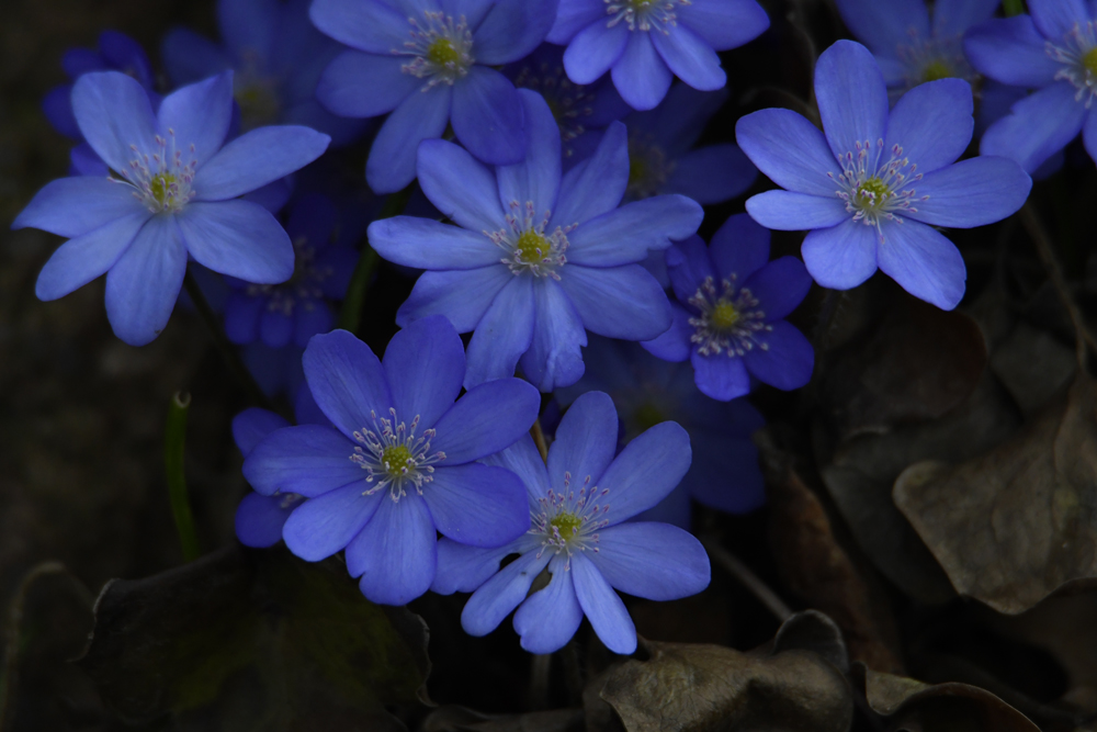 Leberblümchen 