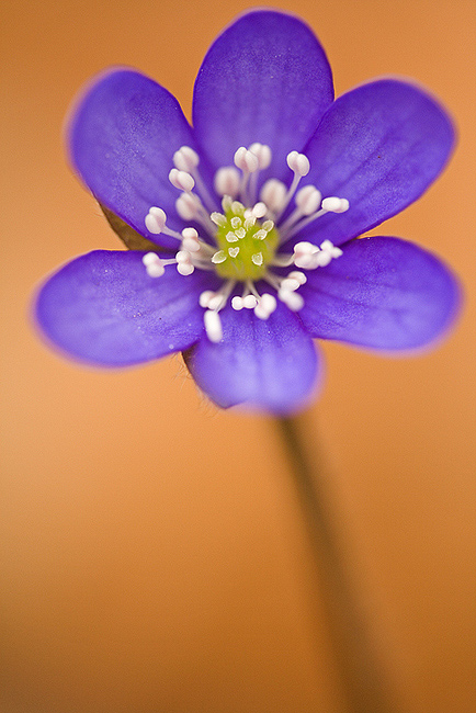 Leberblümchen