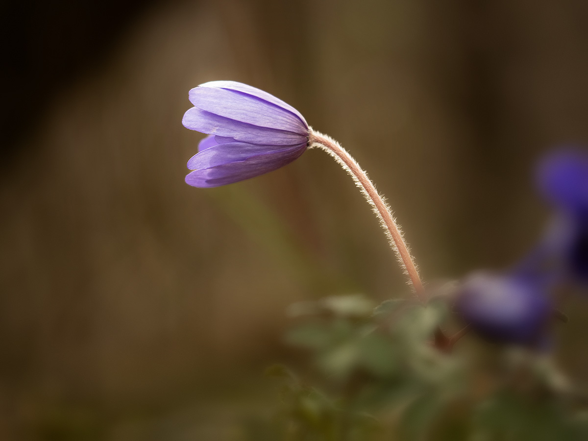 Leberblümchen