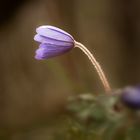 Leberblümchen