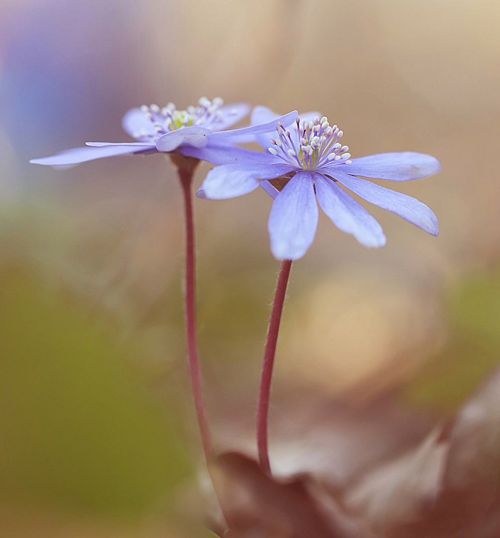 Leberblümchen