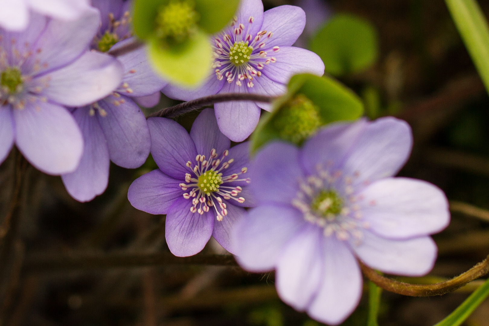 Leberblümchen