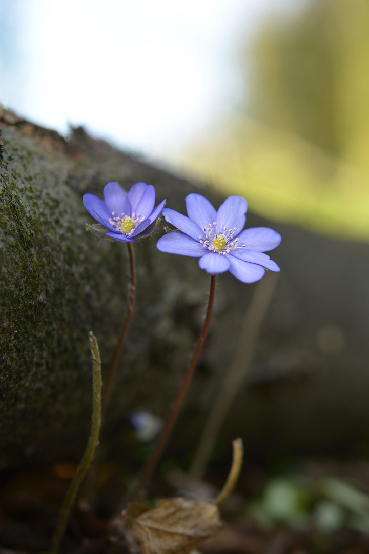 Leberblümchen