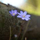 Leberblümchen