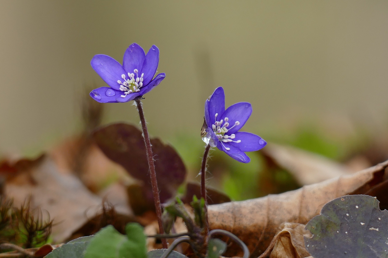 Leberblümchen 