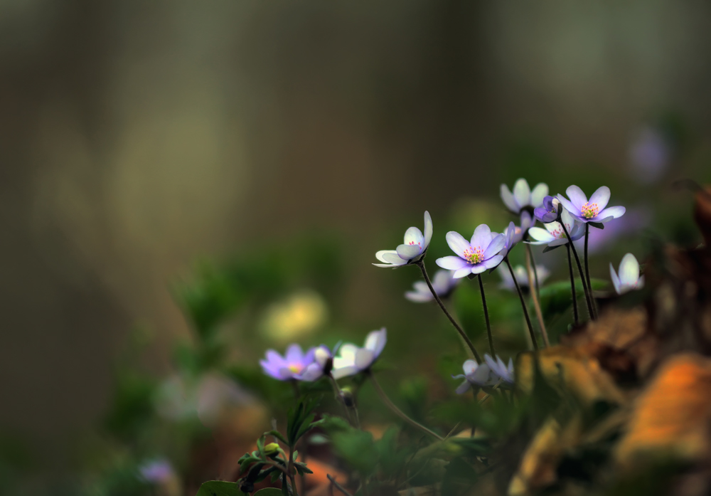 Leberblümchen