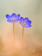 Leberblümchen ...