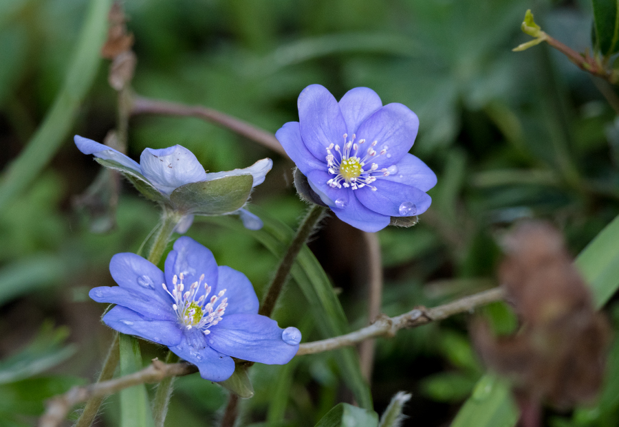 Leberblümchen