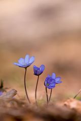 Leberblümchen 7/11