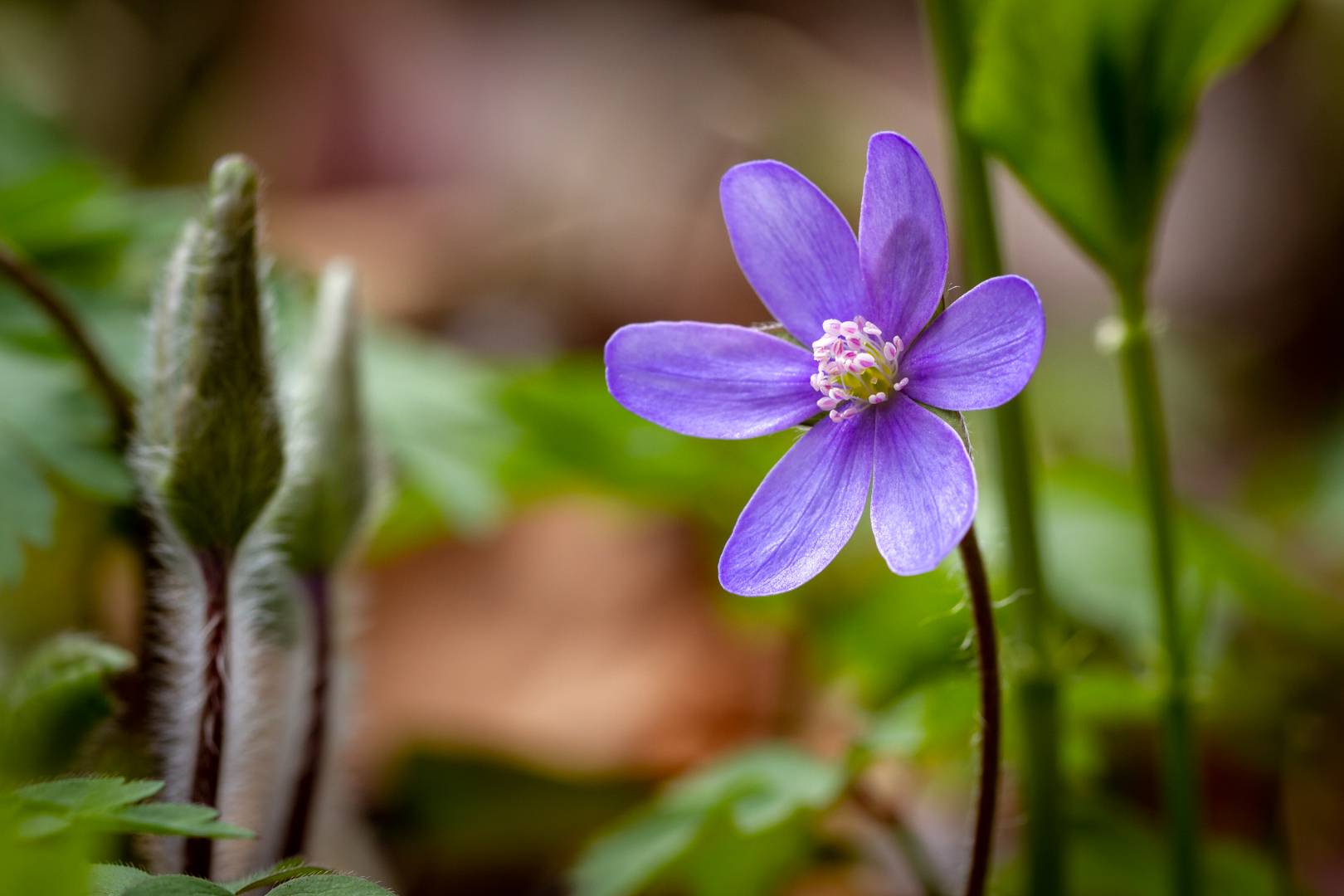 Leberblümchen