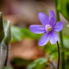 Leberblümchen