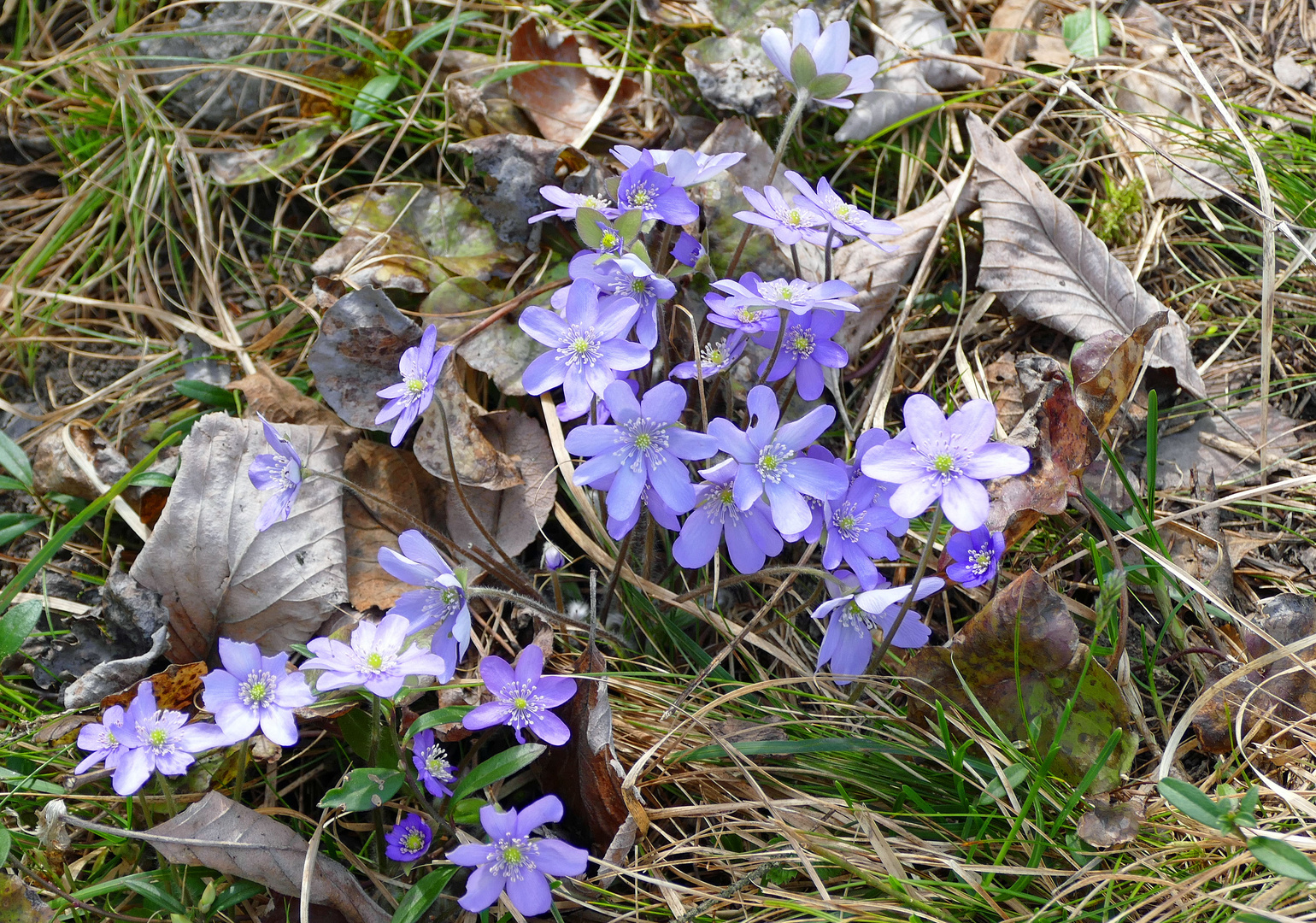 Leberblümchen