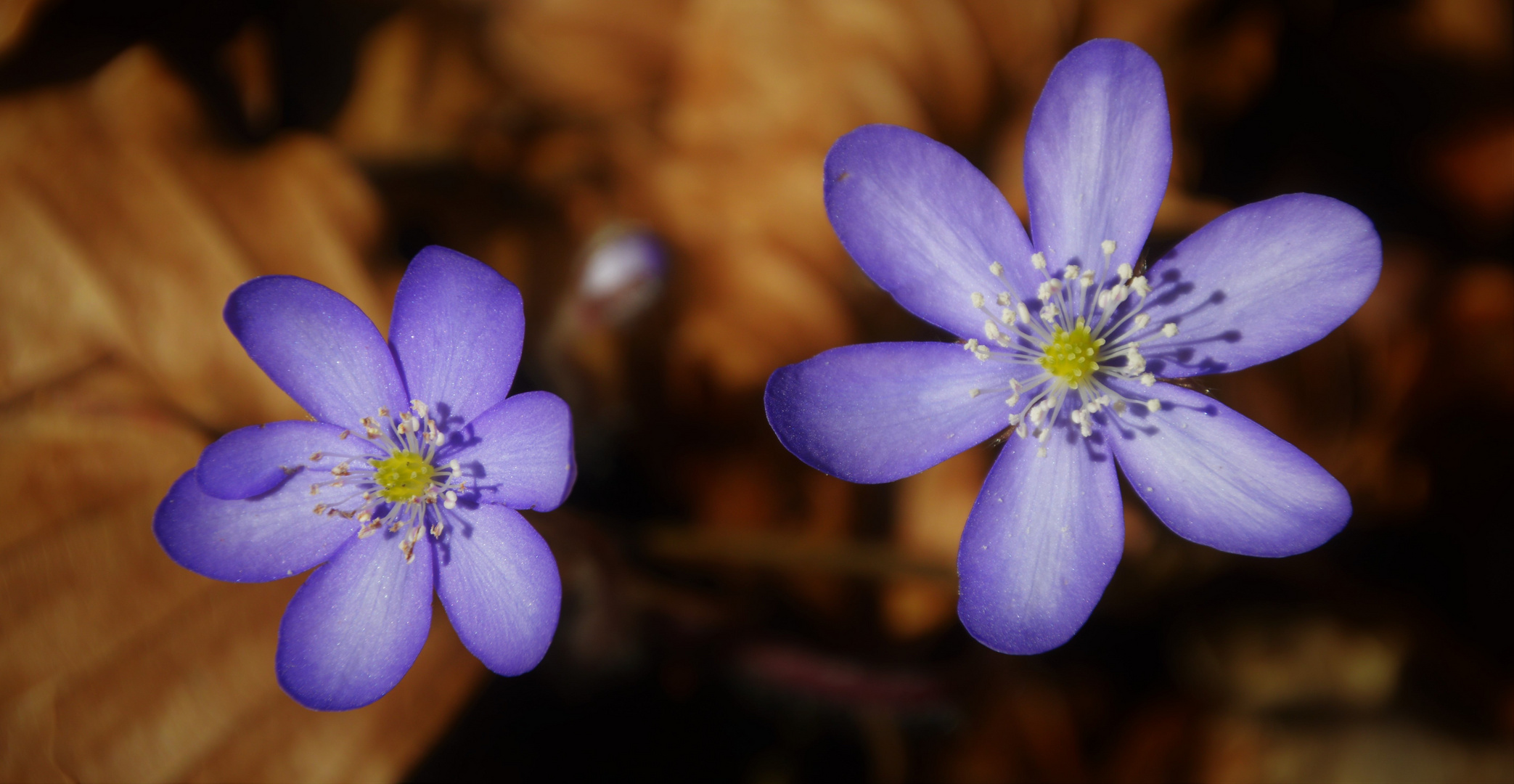 Leberblümchen