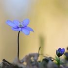 Leberblümchen